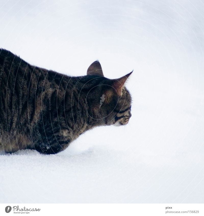 Lunes "happy" in the snow Cat Winter Observe Animal Pet Hunting Cold Trust Snow small animal mackerelled