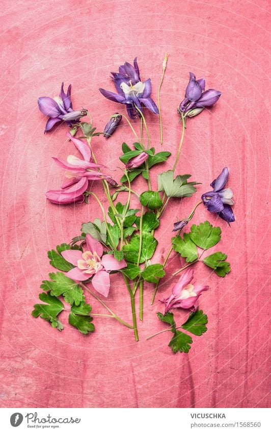 Garden flowers on pink Shabby Chic background Style Design Living or residing Decoration Table Nature Plant Flower Leaf Blossom Aquilegia Part of the plant