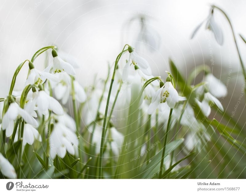 snowdrops Garden Valentine's Day Mother's Day Easter Nature Plant Spring Winter Flower Leaf Blossom Wild plant Snowdrop Spring flowering plant Park Bouquet