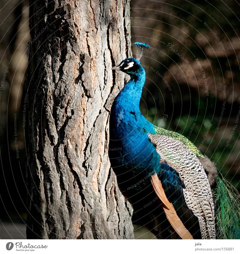 Beauty in Blue Peacock Bird Feather Head Eyes Animal Beautiful Esthetic Pride Looking Beak Tree