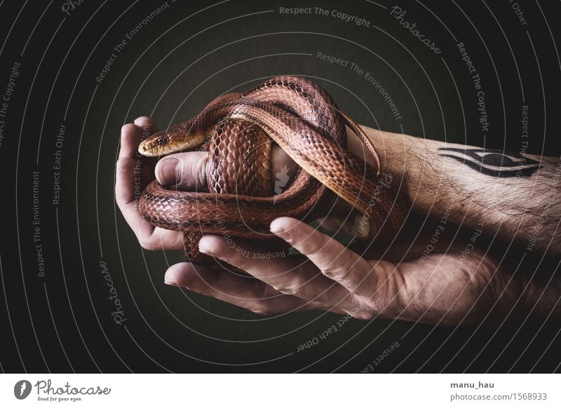 "the other Baby" Hand 30 - 45 years Adults Environment Nature Animal Pet Snake 1 Touch Esthetic Exceptional Exotic Beautiful Wild Brown Orange Watchfulness