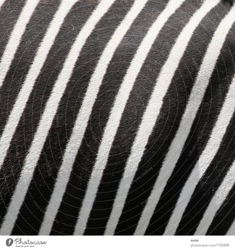 Black & White Animal Wild animal Zebra Zebra crossing 1 Line Stripe Camouflage Mammal Pelt Striped Black & white photo Exterior shot Close-up Detail Pattern