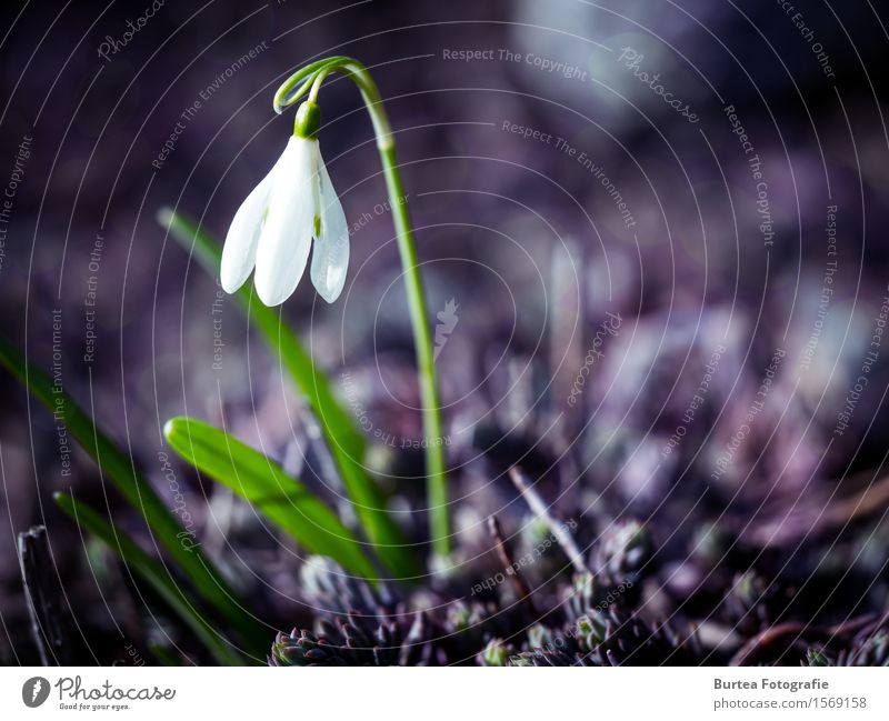 Better days will come Environment Plant Spring Blossom Snowdrop galanthus Garden Beautiful Green Violet White 2016 March springtime Colour photo Exterior shot