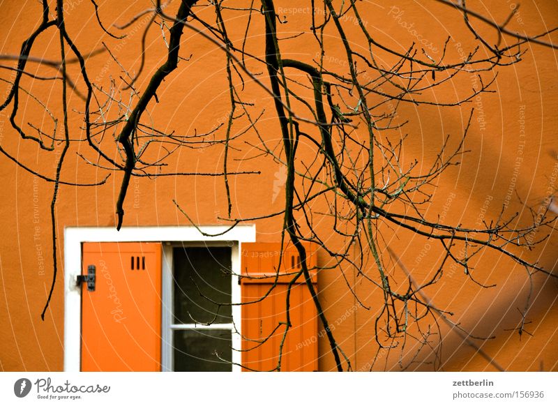 ink fountain House (Residential Structure) Facade Window Shutter Above Open Half Tree Branch Twig Winter Spring Bleak Stalking Detail