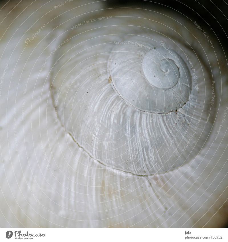 Home Snail Snail shell Sheath Rotated Spiral Round White Nature Macro (Extreme close-up) Whorl Lime Close-up Animal
