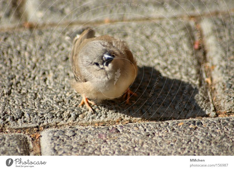 Where are we going to Africa? Bird Cobblestones Paving stone Orientation Sparrow Beak Animal Poultry Directions peep squeak