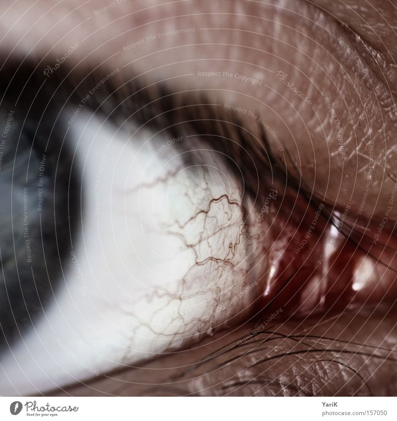 T-virus Eyes Iris Pupil Vessel Red Eyelash White Blue Contrast Macro (Extreme close-up) Near Detail Close-up
