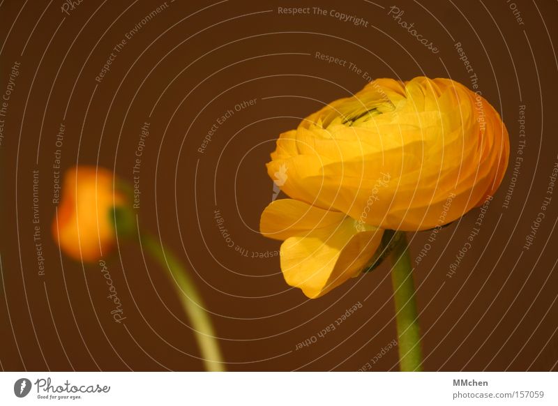 blossomed Buttercup Yellow Blossom Stalk Plant Bouquet Blossom leave Single Loneliness Simple Bud Delicate Green Open Circle Round Flower Sprout Flourish