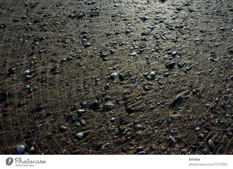 low tide Low tide Sand Ocean Beach Mussel Ground Multiple Glittering Background picture Structures and shapes Treasure Marine animal Grief Beautiful Distress