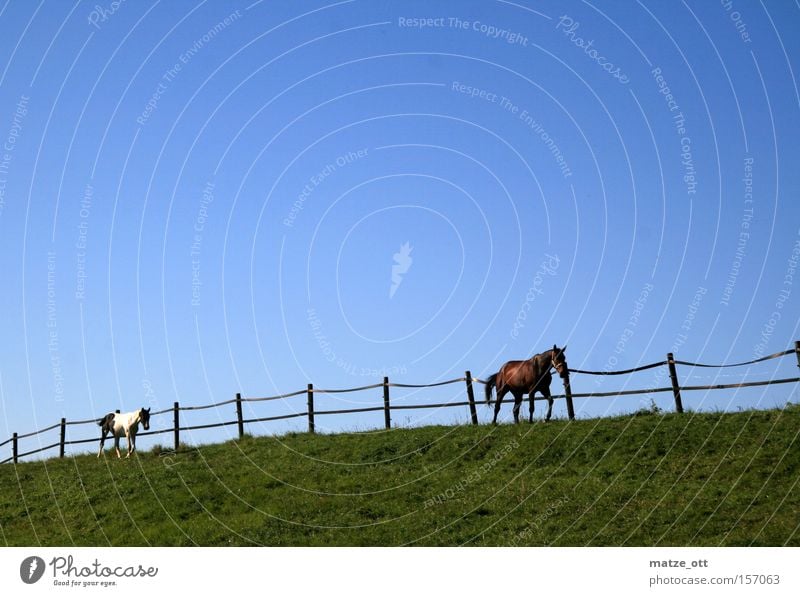 ride Horse Pasture Pasture fence Ride Animal Nature Lawn Grass Sky Blue Green Mammal Summer