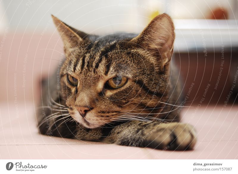 Cat Animal Eyes Ear Sense of hearing Nose Dye Bedroom Mammal Bathroom Colour pose Interior shot
