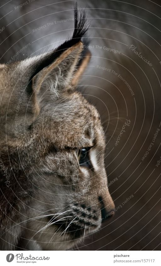 Luxury Lynx Animal Cat Listening Concentrate Big cat Ear Mammal Europe pischarean Silhouette