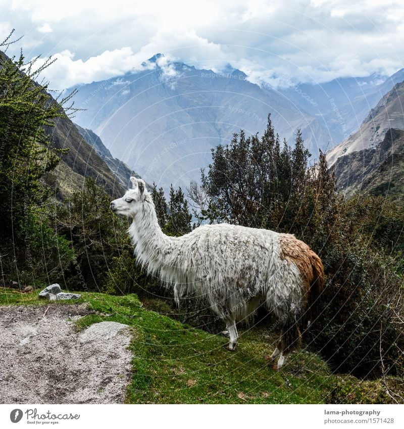 Lama's Lama Vacation & Travel Tourism Adventure Expedition Camping Mountain Nature Landscape Machu Pichu Peru South America Animal Llama Alpaca 1 Inca