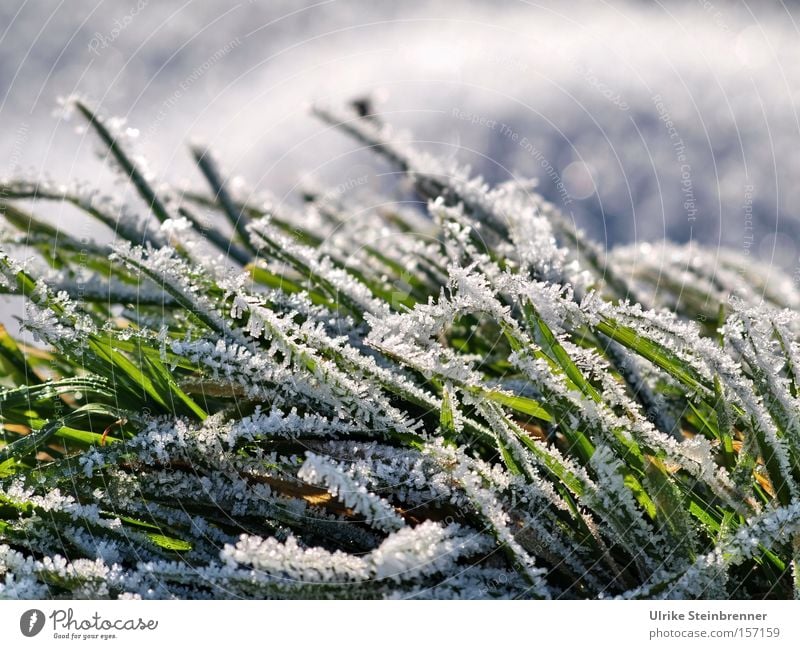 White hoarfrost on green grass Colour photo Exterior shot Close-up Macro (Extreme close-up) Day Sunlight Worm's-eye view Winter Snow Nature Plant