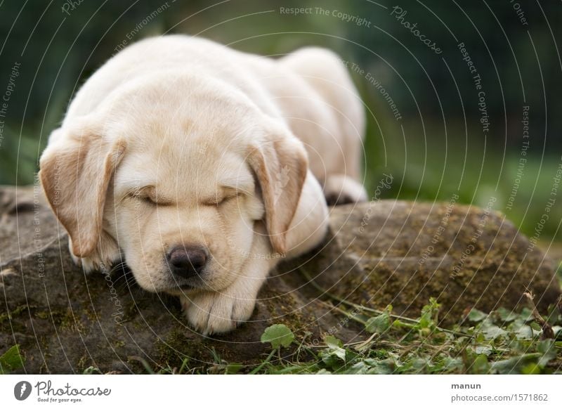 SLEEP CAP Healthy Allergy Animal Pet Dog Puppy Labrador 1 Baby animal Sleep Dream Blonde Friendliness Happiness Small Natural Positive Emotions Happy Trust