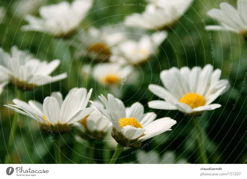 early blossoming Marguerite Flower Blossom Blossoming Spring Summer White Nature Blossom leave Green Fresh Expectation