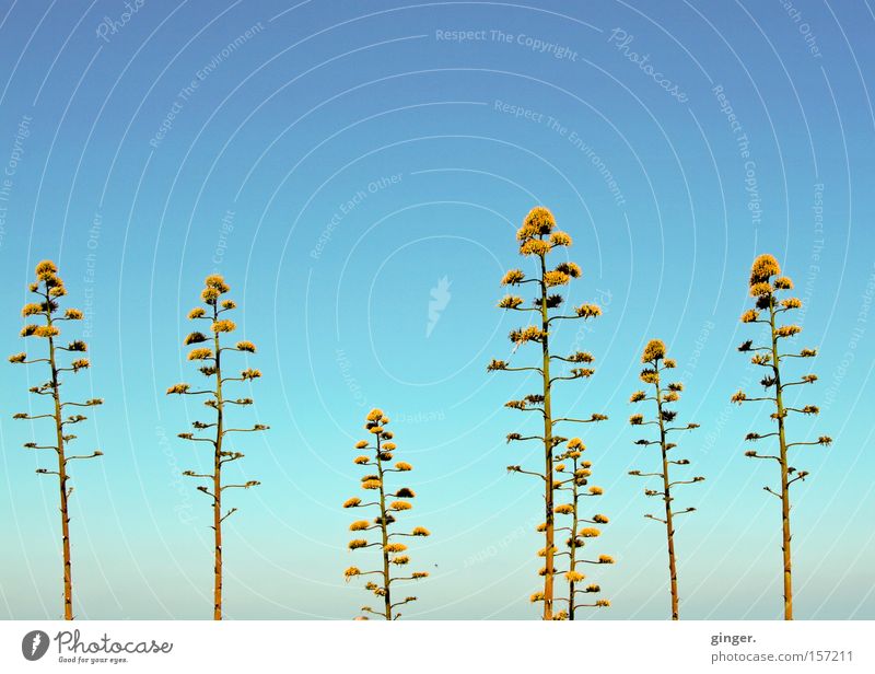 plunger Summer Nature Plant Sky Warmth Blossom Blossoming Growth Tall Blue Agave Greeny-yellow Progress Branched Blue sky Cloudless sky Copy Space top