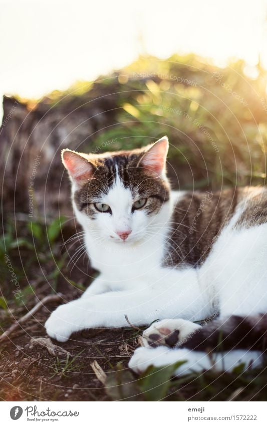 favourite place Beautiful weather Garden Meadow Animal Pet Cat 1 Cuddly Warmth Colour photo Exterior shot Day Shallow depth of field Animal portrait