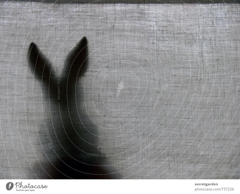 roasting search game. Hare & Rabbit & Bunny Shadow Behind Backwards Easter Sit Black & white photo Drape Venetian blinds Window Break Hiding place Dark
