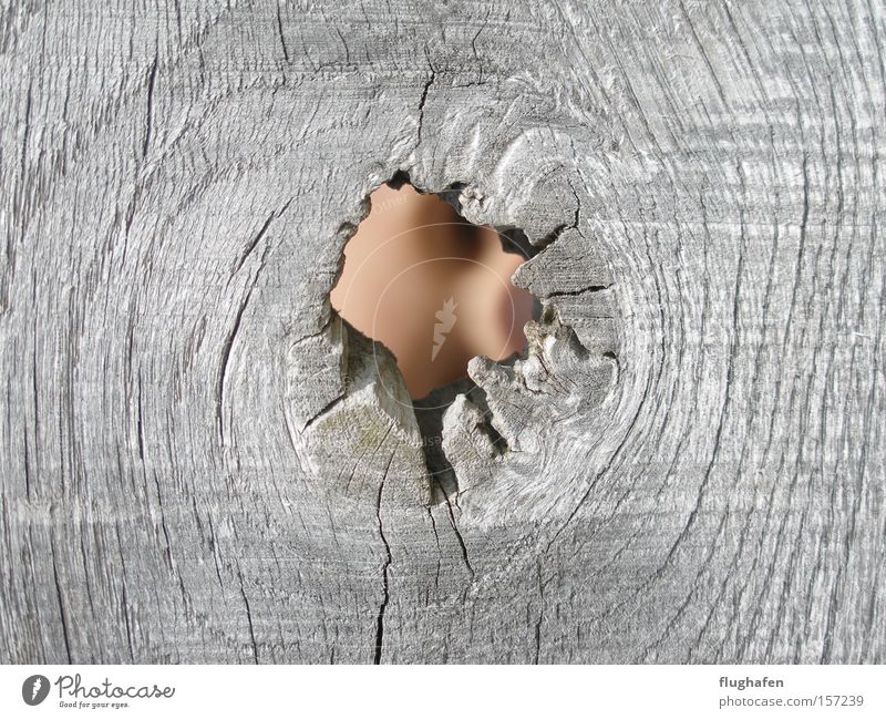 There's nothing in it? Yes, it is! Face Knothole Hollow Looking Gray Wood Vista Hide growing rings tree rings