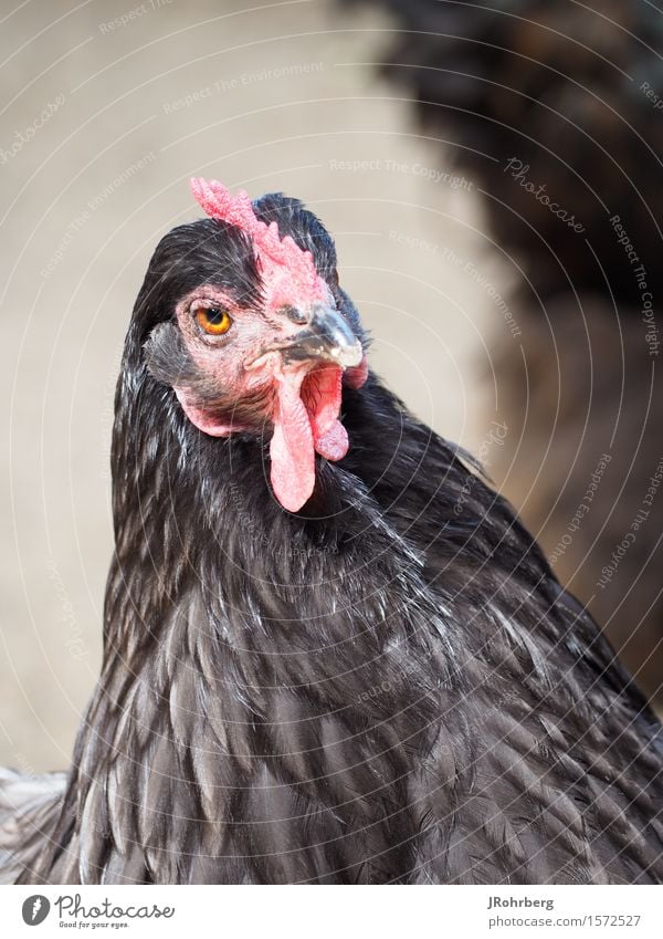Proud hen in black-red Animal Farm animal Animal face Wing Zoo Barn fowl 1 Esthetic Athletic Exceptional Exotic Friendliness Beautiful Cuddly Muscular Curiosity