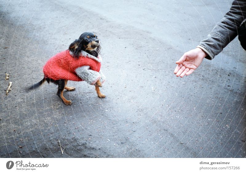 Dog 2 Animal Mammal Street Hand Food Meal Red Asphalt Fear Emotions Tallinn Passion Joy Colour feeling sense Exterior shot