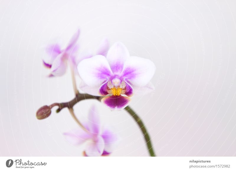 orchid blossom Elegant Style Design Exotic Beautiful Healthy Wellness Calm Spa Summer Decoration Feasts & Celebrations Valentine's Day Wedding Art Work of art