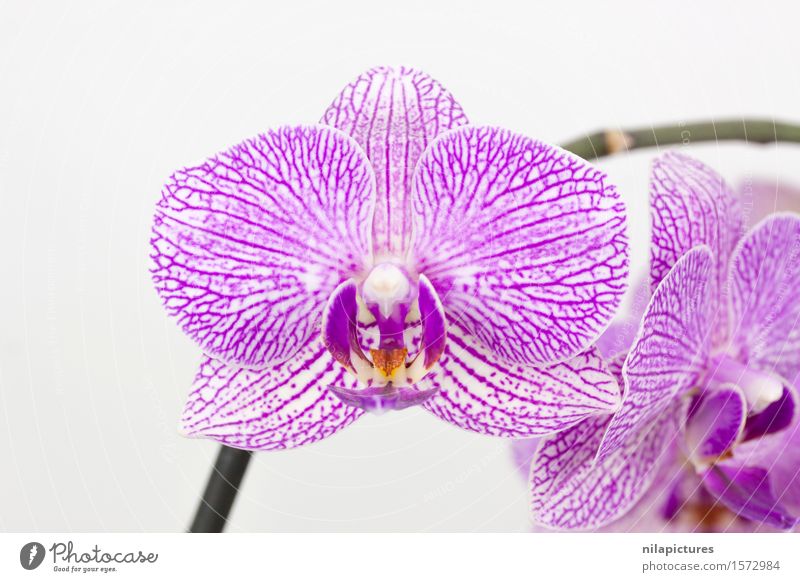Phalaenopsis violet white speckled - a Royalty Free Stock Photo from  Photocase
