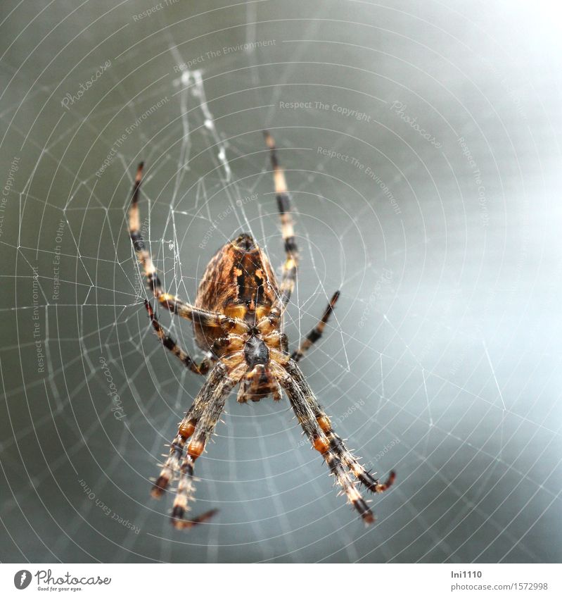 cross spider Nature Landscape Animal Autumn Weather Garden Park Meadow Field Forest Wild animal Spider Animal face garden cross spider Cross spider Insect 1