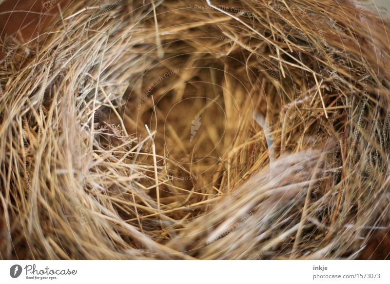 A still empty Easter nest Thanksgiving Decoration Straw Easter egg nest Nest Cuddly Natural Round Brown Nest-building Simple Beige Dry Empty Colour photo