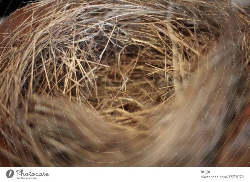 Easter nest Nest Straw Easter egg nest Simple Near Round Brown Empty Love and security Nest-building Colour photo Interior shot Close-up