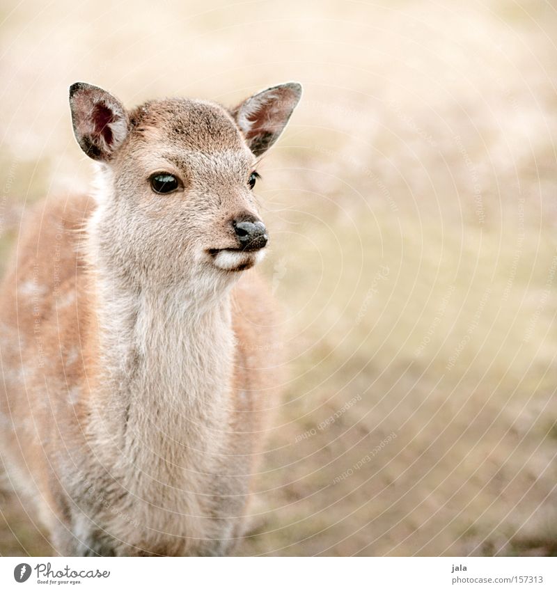 bambi love Roe deer Animal Wild animal Nature Timidity Caution Mammal Fawn Be confident