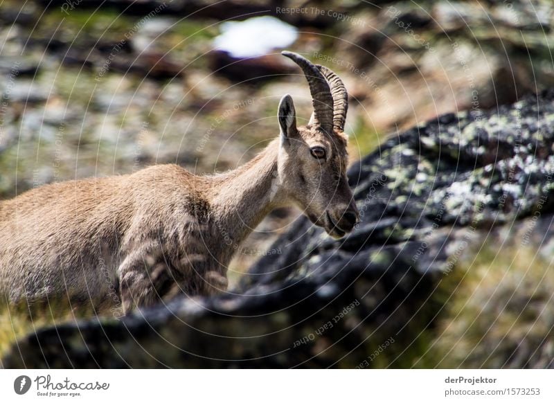 Female alpine ibex in the Fer à Cheval nature reserve, Savoy Looking into the camera Full-length Animal portrait Portrait photograph Deep depth of field