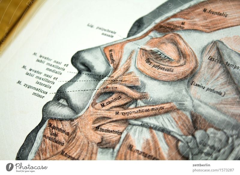 face Anatomy Doctor Book Illustration Body Parts of body Head School books Medication Human being Face Eyes Nose Mouth Forehead Musculature Fiber
