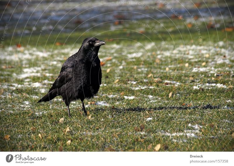 SEE AND BE SEEN Bird Grass Plumed Beak Black Dark Nature Crow Raven birds Scavenger Lawn Meadow Animal Looking Ferocious Garden Park Germany