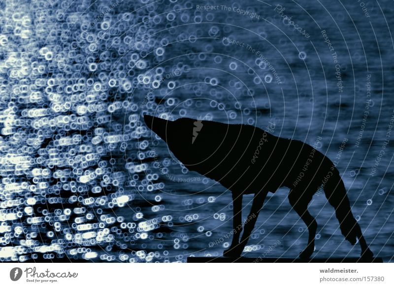 Evil Wolf Dog Water Loneliness Longing Animal Fairy tale Blue Mammal Blur Catadioptric system (effect) Silhouette Isolated Image Copy Space top Copy Space left