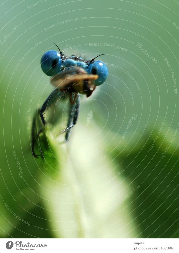 filled one's mouth too full Nutrition Animal To feed Small dragonfly Dragonfly Prey Compound eye Eyes Insect Portrait format Colour photo Exterior shot Close-up