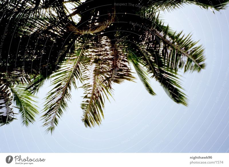 Baccardi Feelin' Palm tree Beach Vacation & Travel Rum Cuba Water Nature