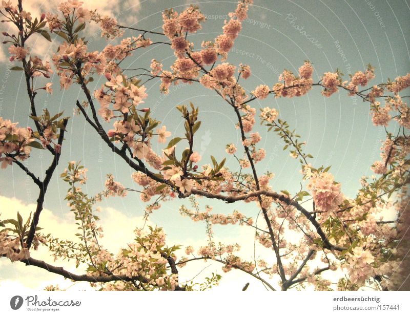 Faded Spring Memories Sky Clouds Tree Blossom Fresh Blue Pink Anticipation Pallid Pastel tone