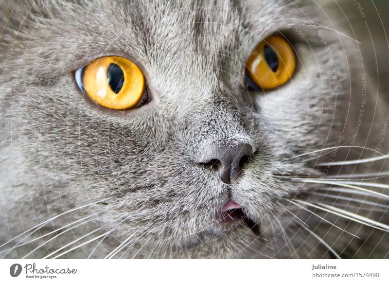Cat portrait with yellow eyes Face Animal Moustache Pet Yellow stripe (grey blue) Mammal whiskers sideburns Colour photo