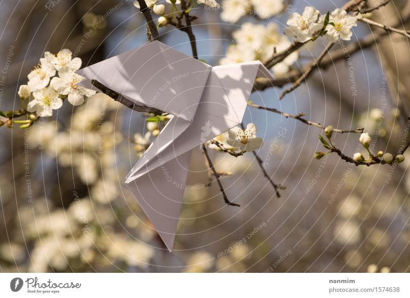 White origami dove bird hanging on blooming spring plum tree Lifestyle Elegant Happy Beautiful Garden Decoration Feasts & Celebrations Craft (trade) Art Nature