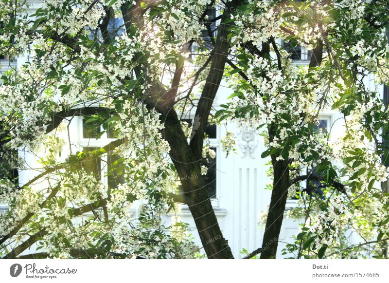 Bloom Plant Sunlight Spring Beautiful weather Tree Blossom Town House (Residential Structure) Facade Window Blossoming Bright Spring fever View from a window