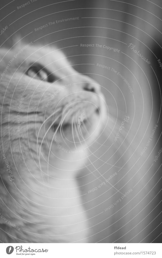 Black and white cat portrait Animal Pet Cat Animal face 1 White Curiosity Whisker detail Black & white photo Interior shot Close-up Deserted Day Shadow Blur