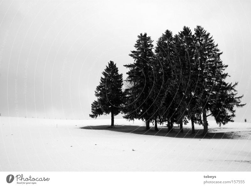 group snuggling Winter Snow Ice Frost Tree Forest Freeze Cold Loneliness Black & white photo