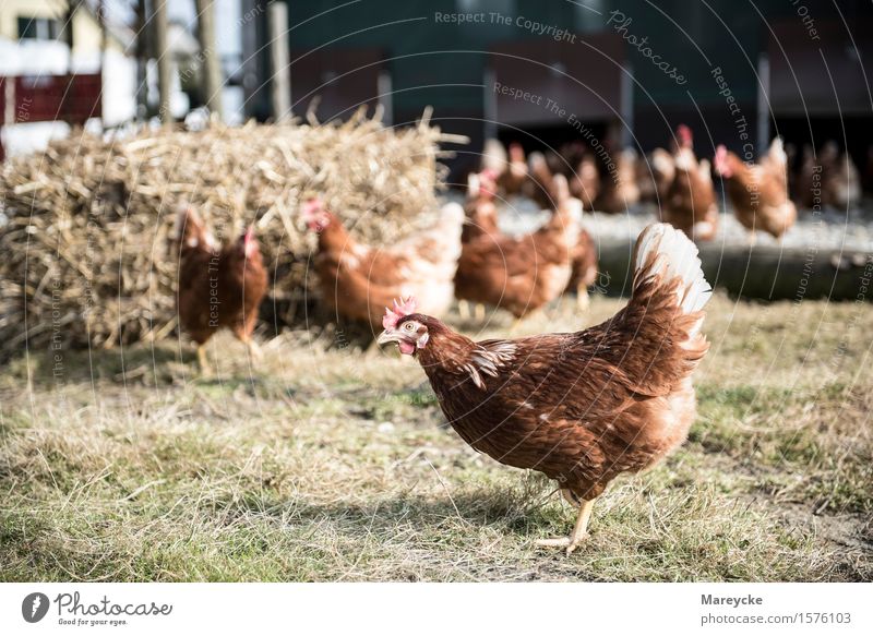 chicken Animal Farm animal Bird Group of animals Eating Healthy KAG Freiland fowls Barn Poultry farm flying gel chicken factory Colour photo Exterior shot