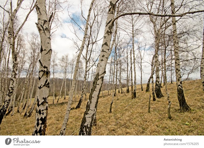 birch grove Environment Nature Landscape Plant Air Sky Clouds Horizon Spring Weather Tree Grass Garden Park Meadow Forest Hill Stand Old Tall Blue Black White
