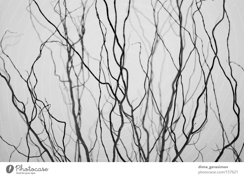 Branches 1 Gray Brain and nervous system Street Nature Colour Plant Exterior shot
