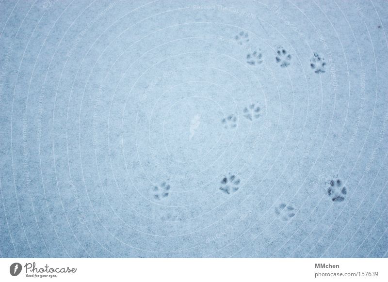 CATWALK Barefoot Animal Footprint Toes Paw Cold Winter Animal tracks Class outing Disorientated Cat Dog Mammal Feet Snow Ice