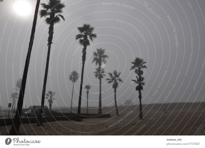 Palms in the fog Palm tree Fog Weather Sun Beach Los Angeles California Vacation & Travel USA Tree Coast Sky