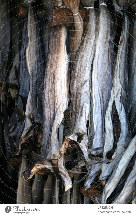 Dried Stockfish - The Tradition Lives On - Norwegian stockfish